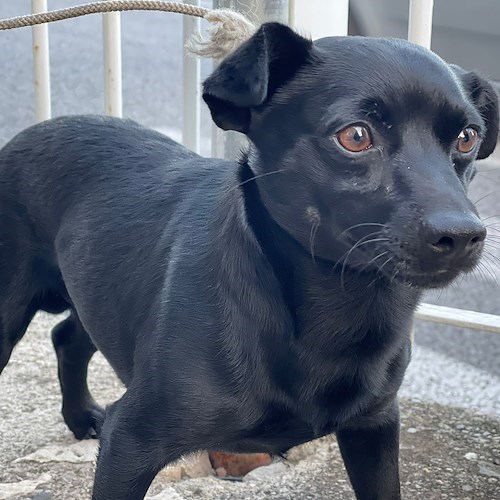 Cagnolino smarrito (o abbandonato) al bivio di Castiglione. Si cerca padrone [FOTO]