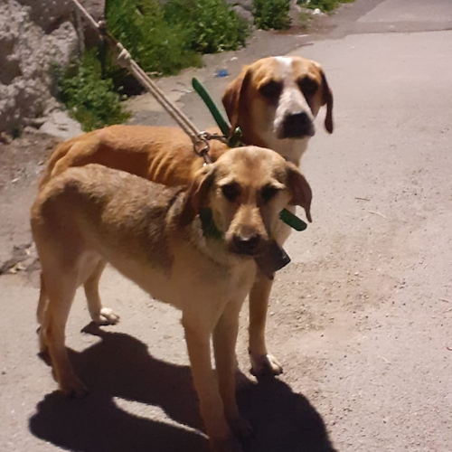 Due cagnolini smarriti a Ravello, il proprietario lancia l'appello