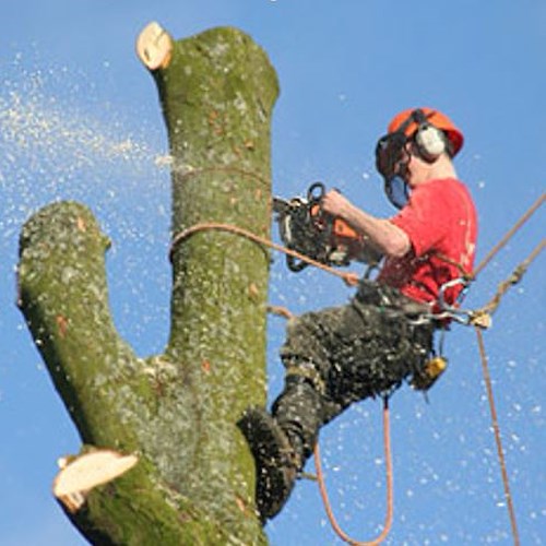 Lavori su alberi con funi, ecco nuove misure di sicurezza. A Ravello un corso tecnico
