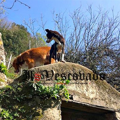 Ravello, Enza Dipino aveva altri due cani. Stanno morendo /FOTO