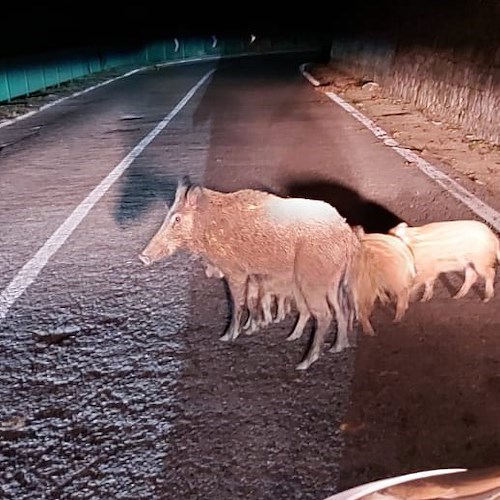 Ravello, mamma cinghiale con i suoi cinque cuccioli a spasso in località Carramone 