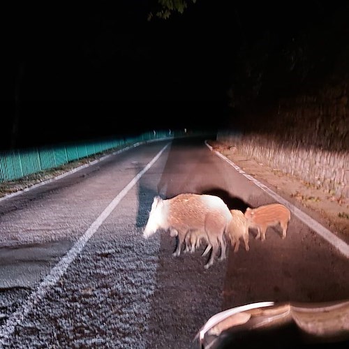 Ravello, mamma cinghiale con i suoi cinque cuccioli a spasso in località Carramone 