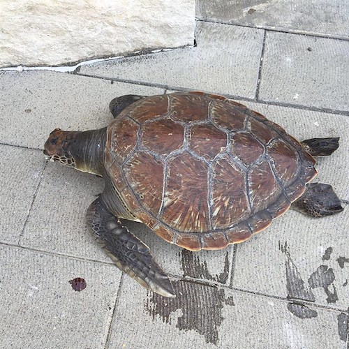 Ravello, rinvenuta tartaruga Caretta Caretta a Marmorata. Morta per ingestione sacchetto in plastica /FOTO