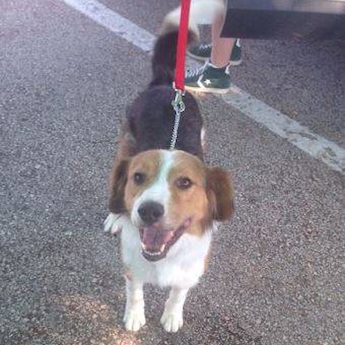 Ravello: trova cane abbandonato per strada, giovane fiorentina lo adotta