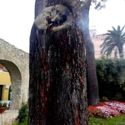 Ravello, ultimato taglio del pino secolare stroncato da fulmine [FOTO]